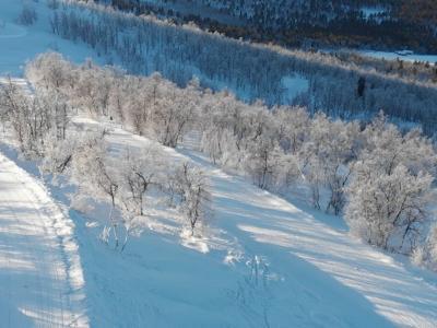 kjelkekjøring sledge run Dagali, Geilo, Uvdal, winter adventure in Norway